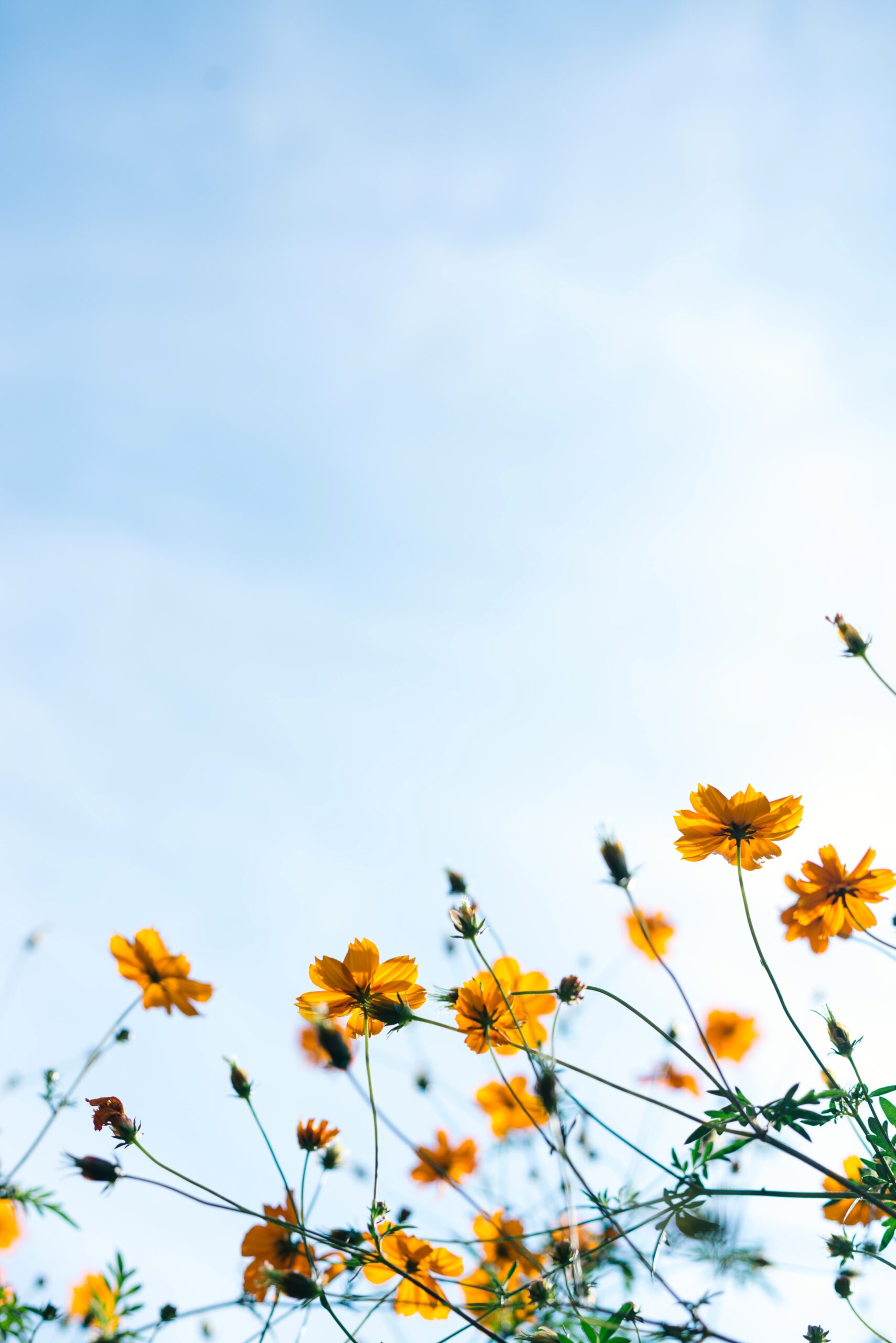 summer_flower